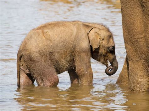 Baby elephant having bath | Stock image | Colourbox