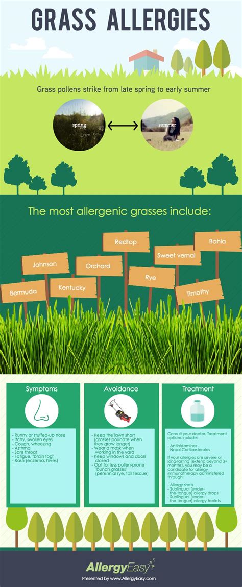 An Infographic on the causes of Grass Allergies