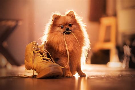 Download Shoe Dog Animal Spitz HD Wallpaper