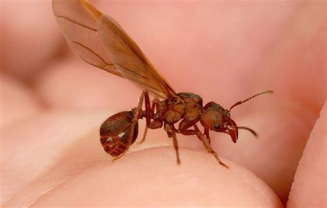 Acromyrmex versicolor – Desert Leafcutter Ant Colony Founding – A Good Life