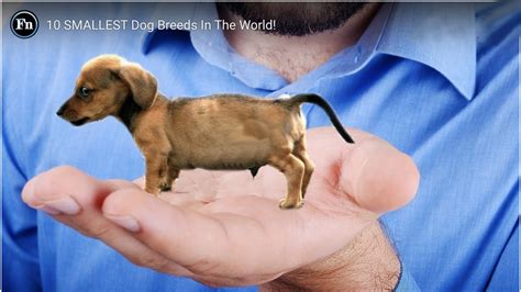 See the 10 Smallest Dog Breeds in the World! – Relay Dog