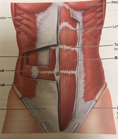 The Anterolateral Abdominal Wall Muscles Teachmeanato - vrogue.co