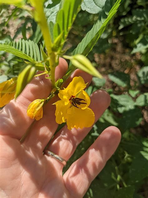 Partridge Pea Seeds, Native Plant Seeds for Planting, Gardening Gift ...