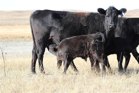 Differences Between High-, Medium-, and Low-Profit Cow-Calf Producers ...