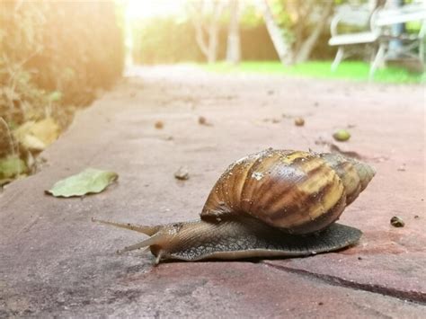 Premium Photo | Close-up of snail