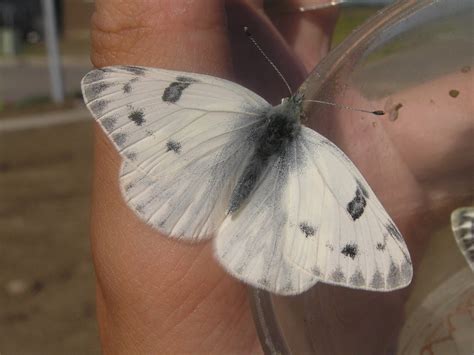 Western White (Butterflies / Moths of Highline Lake State Park ...