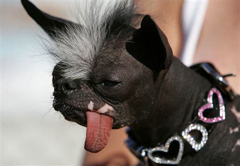 15 Photos Of The Most Adorable "Ugly" Dogs