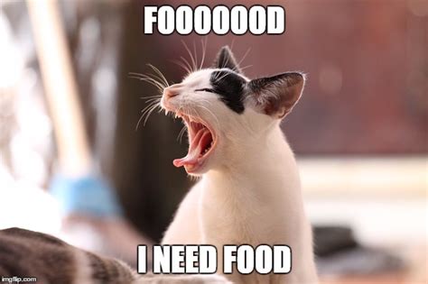 Hungry Cat Meme