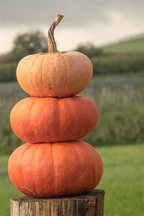 pumpkin, gourd, decoration, autumn motive, aircraft, double decker, pumpkins, orange | Pikist