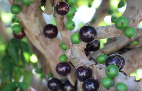 Botanic Gardens rare fruit trees blooming – Bundaberg Now