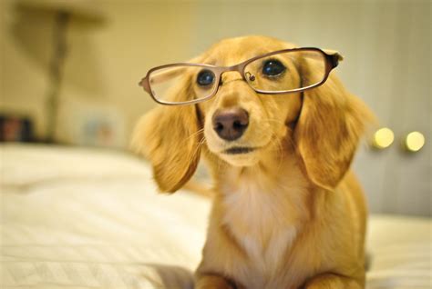 Cute Dogs with Glasses Wallpapers - Top Free Cute Dogs with Glasses ...