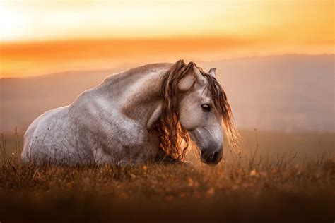 Horse HD Photography Wallpaper, HD Animals 4K Wallpapers, Images and ...