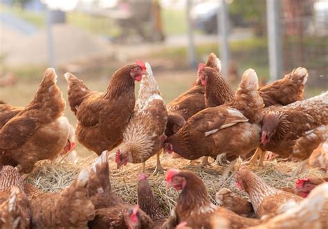 Advantages And Disadvantages Of Free Range Chickens: What You Need To Know | LaptrinhX / News