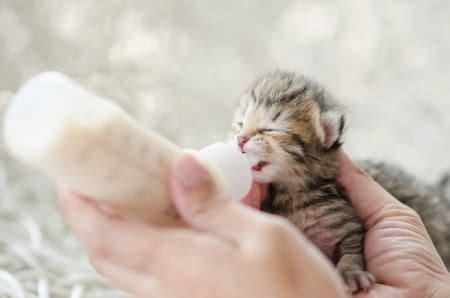 Caring For Newborn Kittens | ThriftyFun