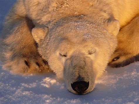 White bear sleeping wallpaper | animals | Wallpaper Better