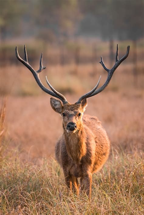 State Animal of Uttar Pradesh | Barasingha | Symbol Hunt