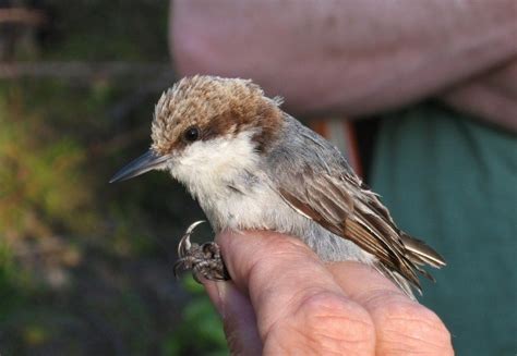 Bahama Nuthatch – birdfinding.info