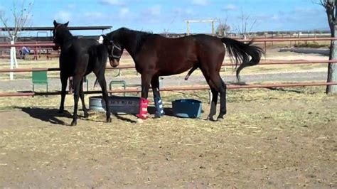 HORSE BREEDING PART 2 NATURAL BREEDING HORSE HORSE MATING THOROUGHBREDS ...