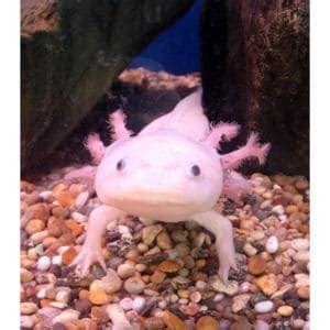 The Ultimate Guide To The Enigma Axolotl! (2023)