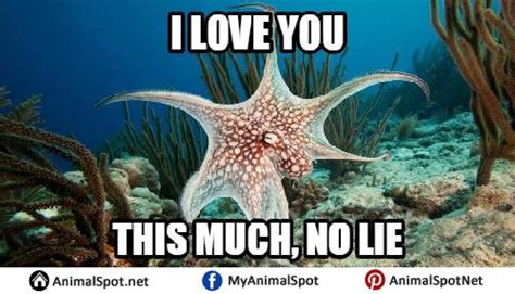 Photos of Octopus Memes | Animal memes, Funny animal memes, Memes