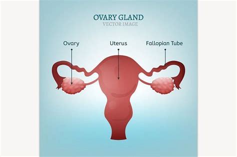 Ovary Gland | Body diagram, Ovaries, Diagram design