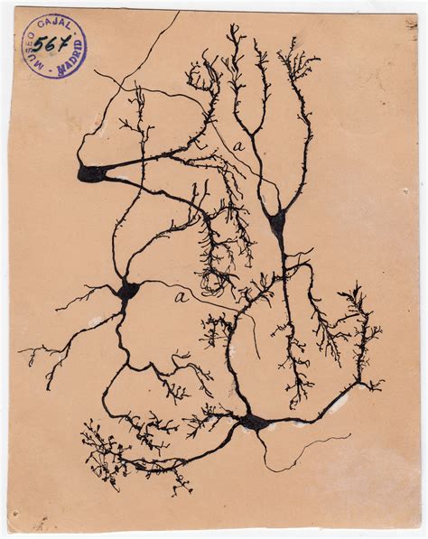 Santiago Ramon y Cajal (drawings)