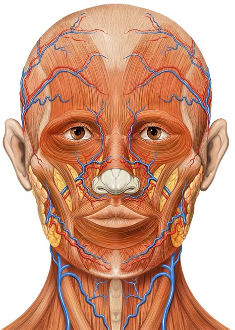 Anatomical Diagram Of The Muscles Of The Face Muscles Of The Face | Images and Photos finder