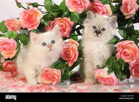 Sacred cat of Burma. Two kittens among pink roses Stock Photo - Alamy