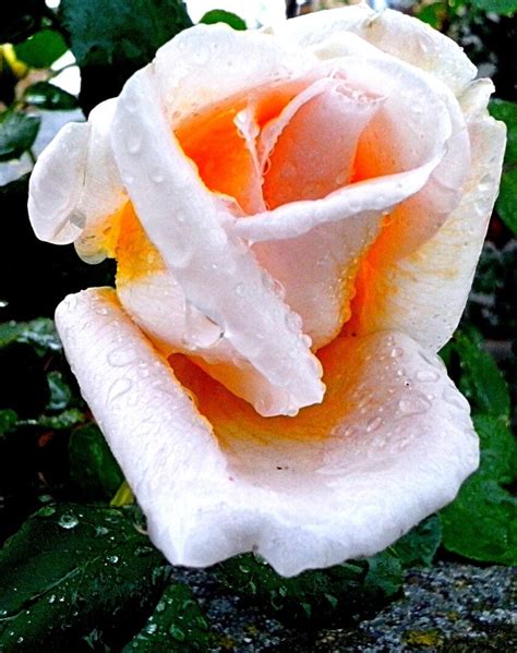 Free picture: blossoming, roses, water, droplets, petals