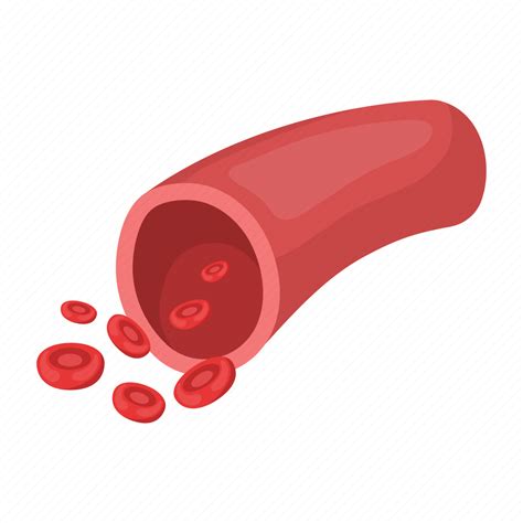 Anatomy Artery Blood Vessel Human Medicine Organ Icon - vrogue.co