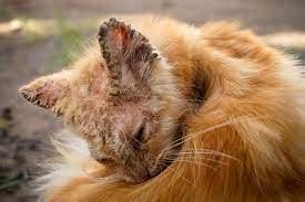 Scabies in Cats: Understanding Etiology, Pathogenesis, Clinical Signs, and Treatment ‣ Vet ...