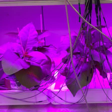 Plants as biofilters – LINV – International Laboratory of Plant ...