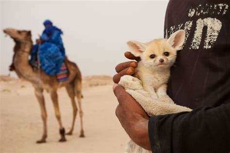 Spirit of the Sahara | Conservation | Earth Touch News