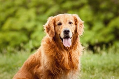 40 Best Dog Breeds for Women – Top Dog Tips