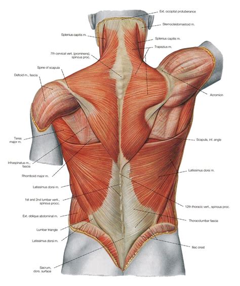 Back Of Neck Anatomy Muscles / Neck Anatomy I (Netter's) - REBEL EM - Emergency Medicine Blog ...