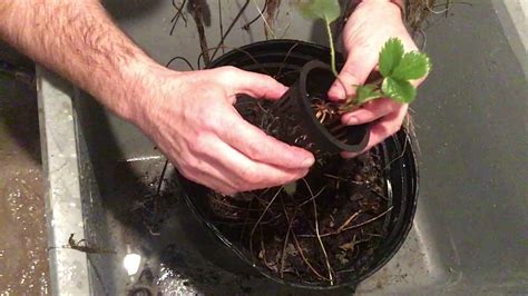 Kratky Hydroponic Strawberries - YouTube