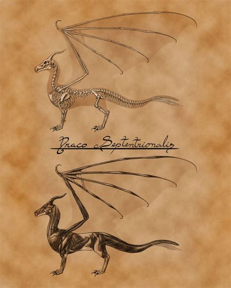 European Dragon Anatomy by gidb7.deviantart.com on @DeviantArt | Dragon anatomy, Graphic novel ...