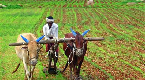 Viral Inequality and the Farmers’ Struggle in India – Orinoco Tribune – News and opinion pieces ...
