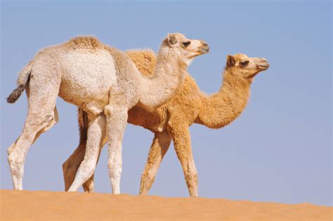 Dromedary Camel on emaze