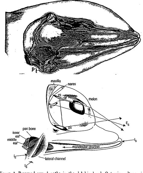 [PDF] STRUCTURE AND FUNCTION IN WHALE EARS | Semantic Scholar