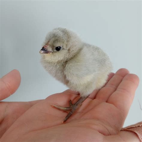 6 Lavender Ameraucana Hatching Eggs | eBay