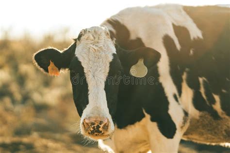 Injured Cow Separated from the Rest Looking into the Camera Stock Photo ...