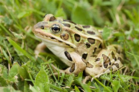 Frog Habitat Facts With Stunning Pictures of Their Dwellings