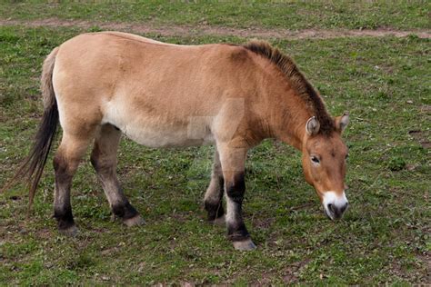 Przewalski's Horse by AVE-Photography on DeviantArt