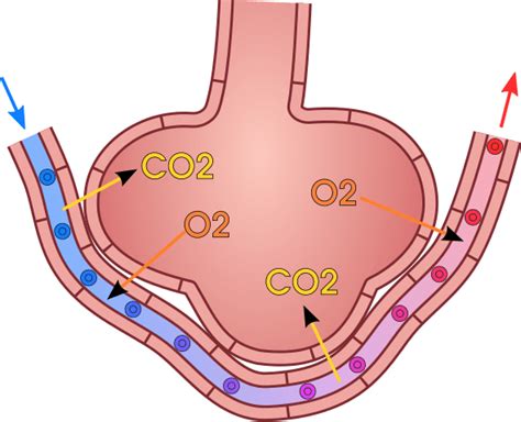 Difference Between Cutaneous and Pulmonary Respiration | Compare the Difference Between Similar ...