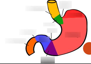 Stomach Anatomy Diagram | Quizlet