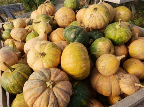 Our Year With The Seminole Pumpkin — Bellair Farm