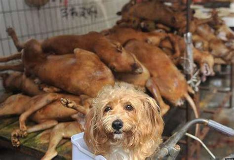 Chinese Dog Meat Festival In Which 10,000 Hounds Are Slaughtered Will Go Ahead Despite Protests ...