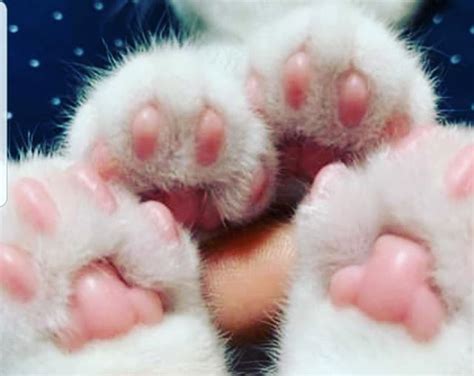 Common Cat Toe Beans FAQs Answered - Kitty Devotees