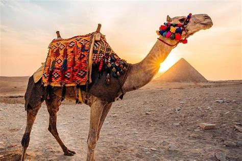 Pyramids camel ride sunrise | Bawiti, Egypt